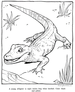 Alligator coloring sheets