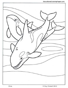 Orca coloring | Animal Coloring Pages for Kids