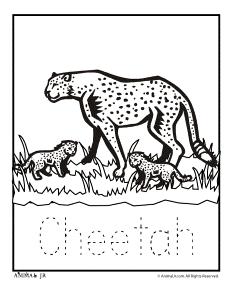a cut baby cheetah Colouring Pages