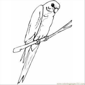 64 Parakeet Coloring Page - Free Parrots Coloring Pages :  ColoringPages101.com