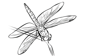 FREE Dragonfly Coloring Page 8