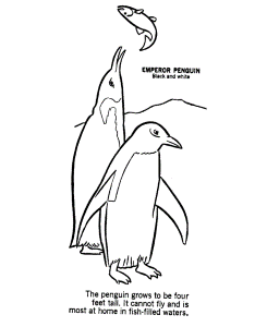 animal coloring pages penguin page and kids activity sheet