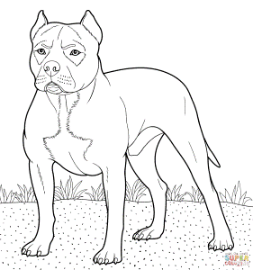 Pitbull coloring page | Free Printable Coloring Pages