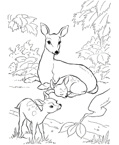 Deer Coloring Page | Wild Animal Doe and Fawn Coloring Pages and