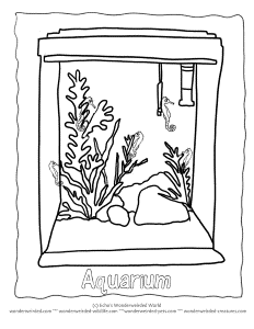 Aquarium Coloring Pages Pet Seahorse, Aquarium Seahorses as Pets