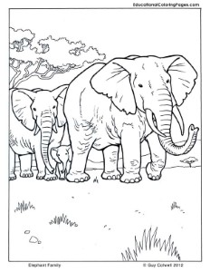 Mammals Coloring | Educational Fun Kids Coloring Pages and