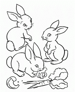 Rabbit Coloring Pages | Best Coloring Pages