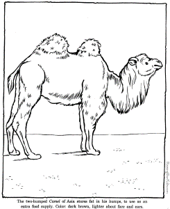 Camel coloring pages - Zoo animals 012