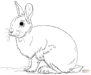 Cute bunny rabbit coloring page | Free Printable Coloring Pages