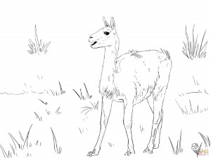 Guanaco South America Camelid coloring page | Free Printable ...