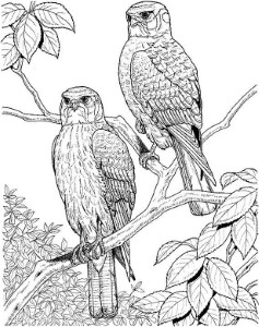 Owl Adult Coloring Pages - Coloring Pages