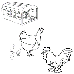 Hen coloring pages