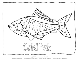 Goldfish coloring page,Goldfish Pictures for our Fish Coloring