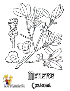 oklahoma state flower Colouring Pages (page 2)