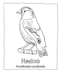 Bird Coloring Page Hawfinch Coccothraustes,Echo
