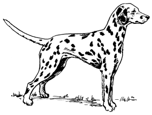 File:Dalmatian (PSF) - Wikimedia Commons