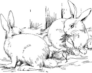 Peter Rabbit Coloring Pages (14 Pictures) - Colorine.net | 27211