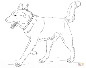 Siberian Husky Dog coloring page | Free Printable Coloring Pages