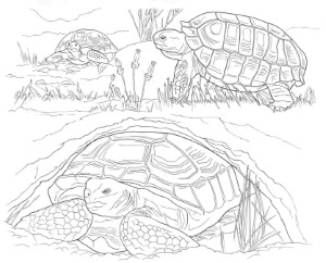 Printable Coloring Pages Of Desert Animals - Coloring Page