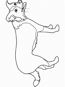 Border Collie Coloring Page