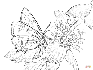 Butterfly coloring pages | Free Coloring Pages