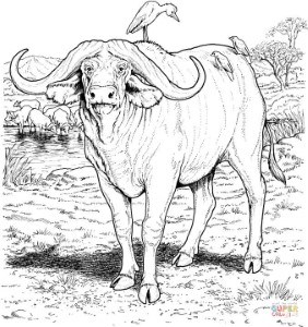 African buffalo coloring page | Free Printable Coloring Pages