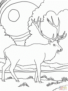 Deer Coloring Pages Coloring Book And Pictures For Free 158751