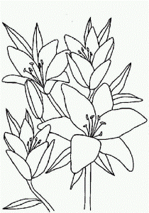 Morning Lily Flower Coloring Page Coloringplus 216618 Lily Flower