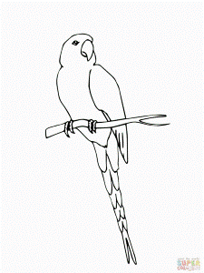 Perched Macaw Coloring Online Super Coloring 125910 Macaw Coloring