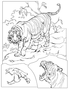 Colouring Pages - Animals General