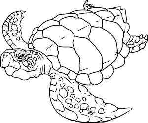 Color Pages Sea Animals - Kids Colouring Pages