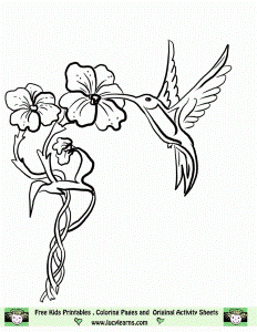 Hummingbird Coloring Page Lucy Learns Humming Bird Pages Thingkid