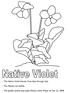 Native Violet coloring page