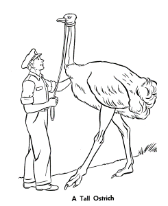 Zoo Birds Coloring Pages | Zoo Ostrich Birds Coloring Page and