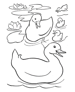 Easter Ducks Coloring Page Mr Bunny And Mrs Duck All Dressed Up