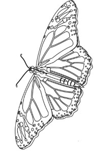 Monarch Butterfly Coloring Sheet - Butterfly Cartoon Coloring