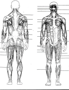 Anatomy Coloring Pages Muscles - Coloring Stylizr