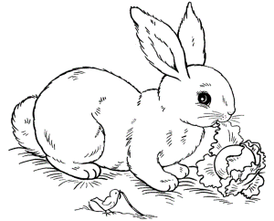Bunny Rabbit Coloring - Colorine.net | #17765