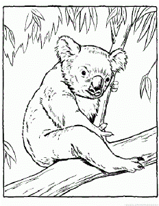 Koala Coloring Pages - Part 2