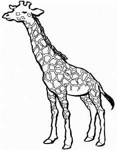 Printable Pictures Of Giraffes | Animal Coloring Pages | Kids