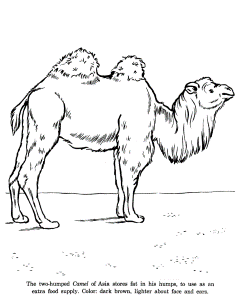 Asian Camel drawing and coloring page | hoef dieren
