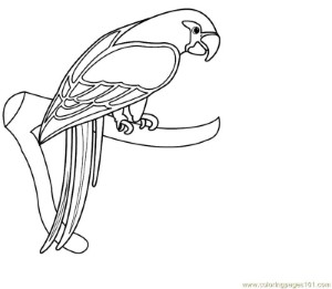 Coloring Pages Parrot (Birds > Parrots) - free printable coloring