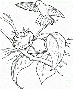 Bird Coloring Page 282597 Humming Bird Coloring Pages