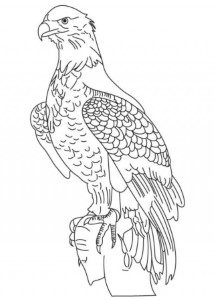 Printable Coloring Pages of Bald Eagle | Coloring Pages