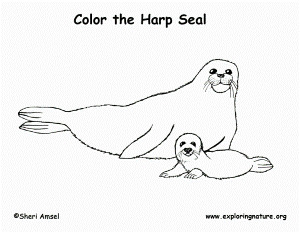 Seal( harp) Colouring Pages