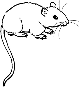 rat coloring pages 2014