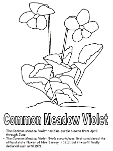 Common Wood Violet coloring pages
