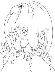 Eagle color page | Coloring Pages