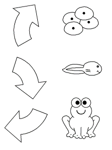 frog life cycle craft – 718×957 High Definition Wallpaper