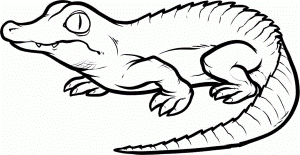 baby alligator coloring pages : Printable Coloring Sheet ~ Anbu